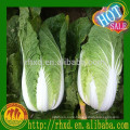 Bulk Fresh Chinese Cabbage